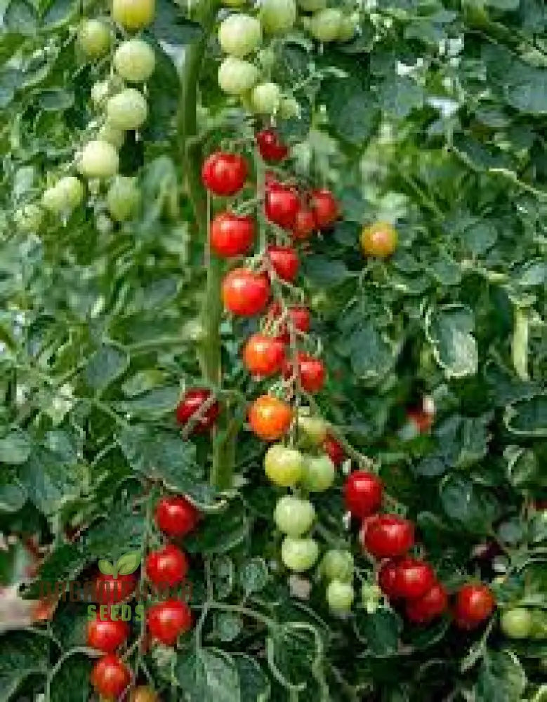 Tomato Consuelo Seeds Packet: Premium Quality For Expert Gardening And Homegrown Excellence