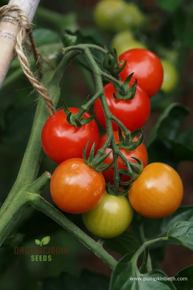 Tomato Consuelo Seeds Packet: Premium Quality For Expert Gardening And Homegrown Excellence