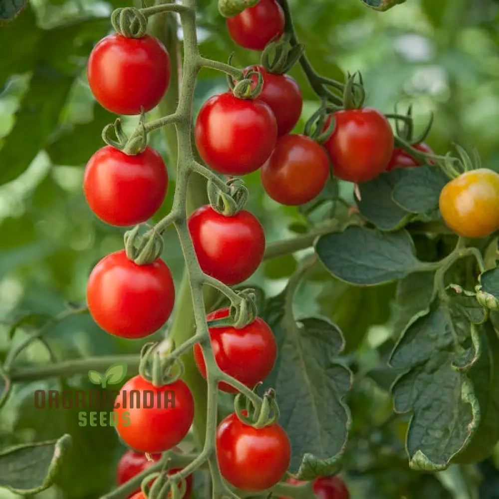 Tomato Consuelo Seeds Packet: Premium Quality For Expert Gardening And Homegrown Excellence