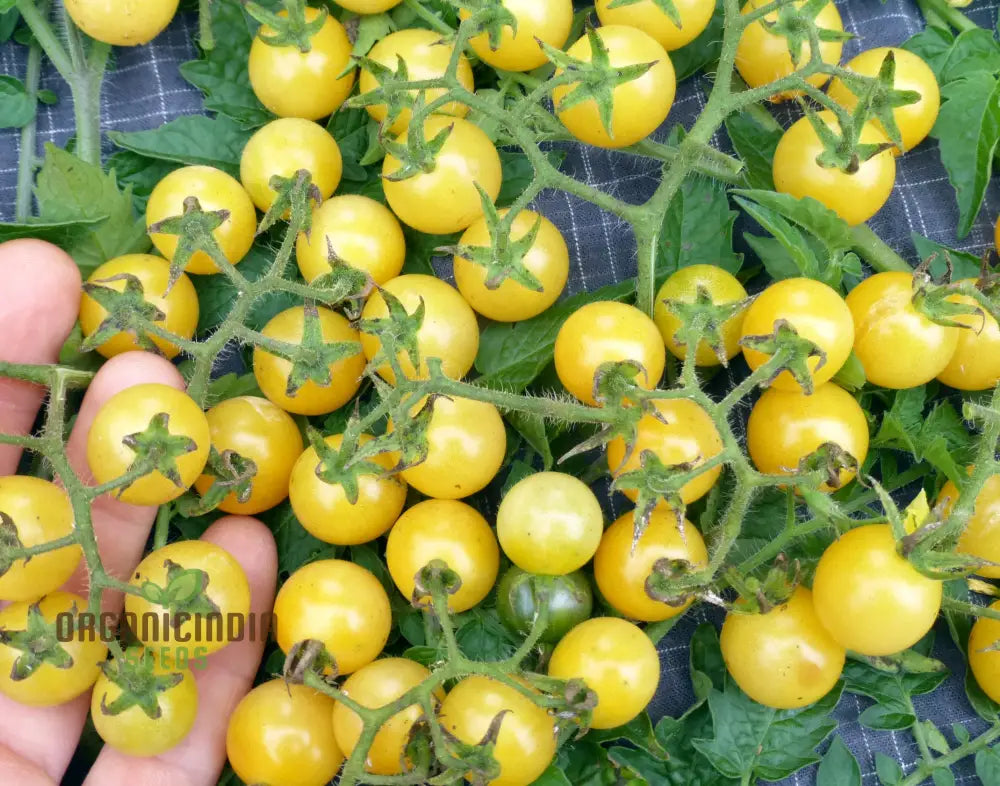 Tomato Coyote Seeds For Your Garden | Buy Gardening Online