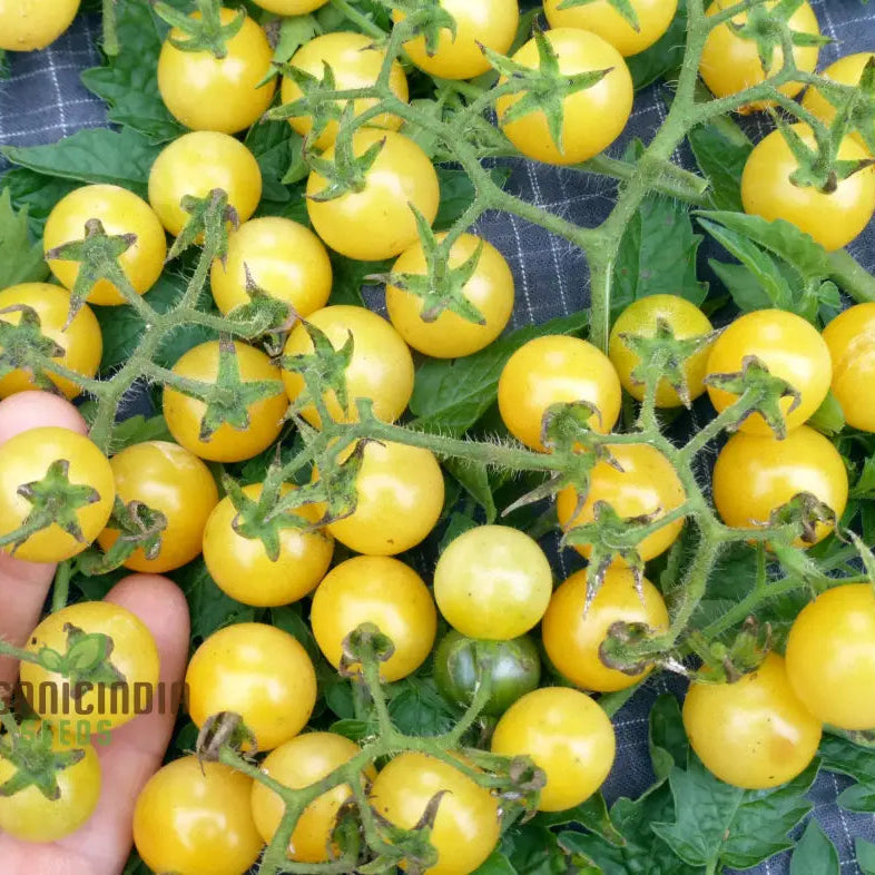 Tomato Coyote Seeds For Your Garden | Buy Gardening Online