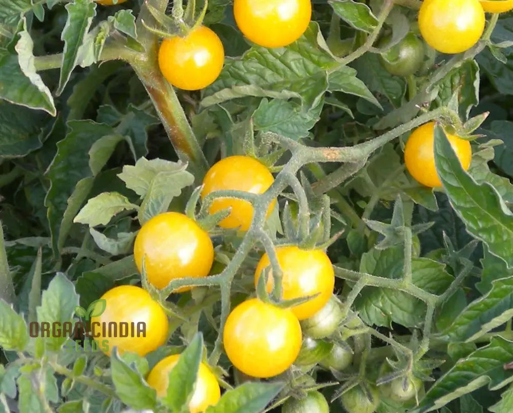 Tomato Coyote Seeds For Your Garden | Buy Gardening Online