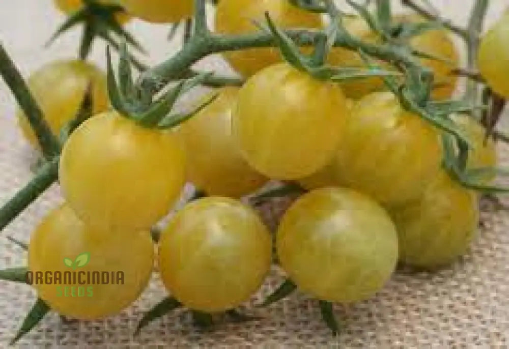 Tomato Coyote Seeds For Your Garden | Buy Gardening Online