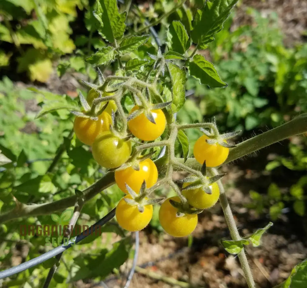 Tomato Coyote Seeds For Your Garden | Buy Gardening Online