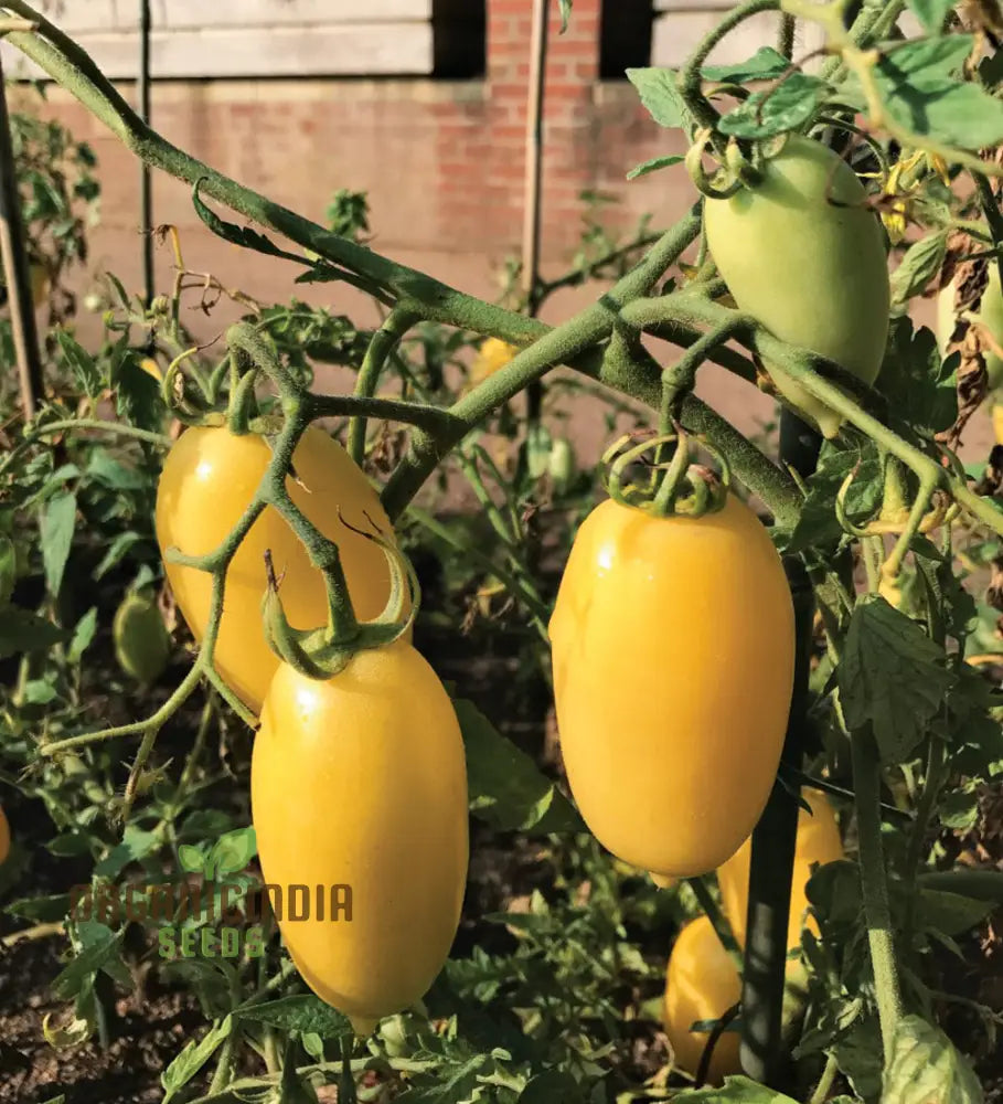 Tomato Cream Sausage Seeds For Gardening - Long-Lasting And High-Yield Garden