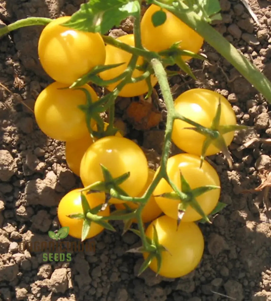 Tomato Cream Sausage Seeds For Gardening - Long-Lasting And High-Yield Garden