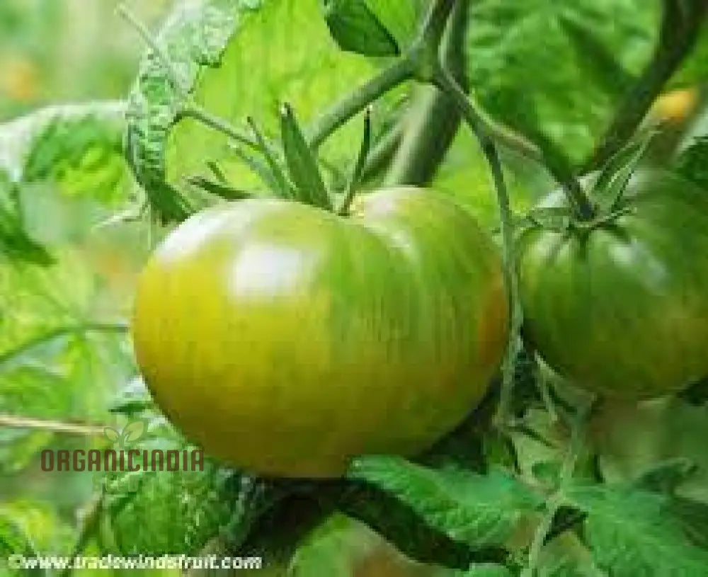 Tomato Dwarf Beryl Beauty Seeds For Your Garden | Buy Gardening Online