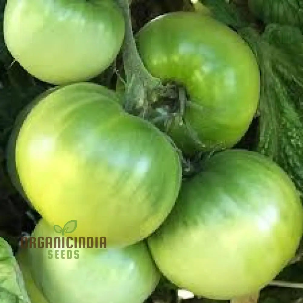 Tomato Dwarf Beryl Beauty Seeds For Your Garden | Buy Gardening Online