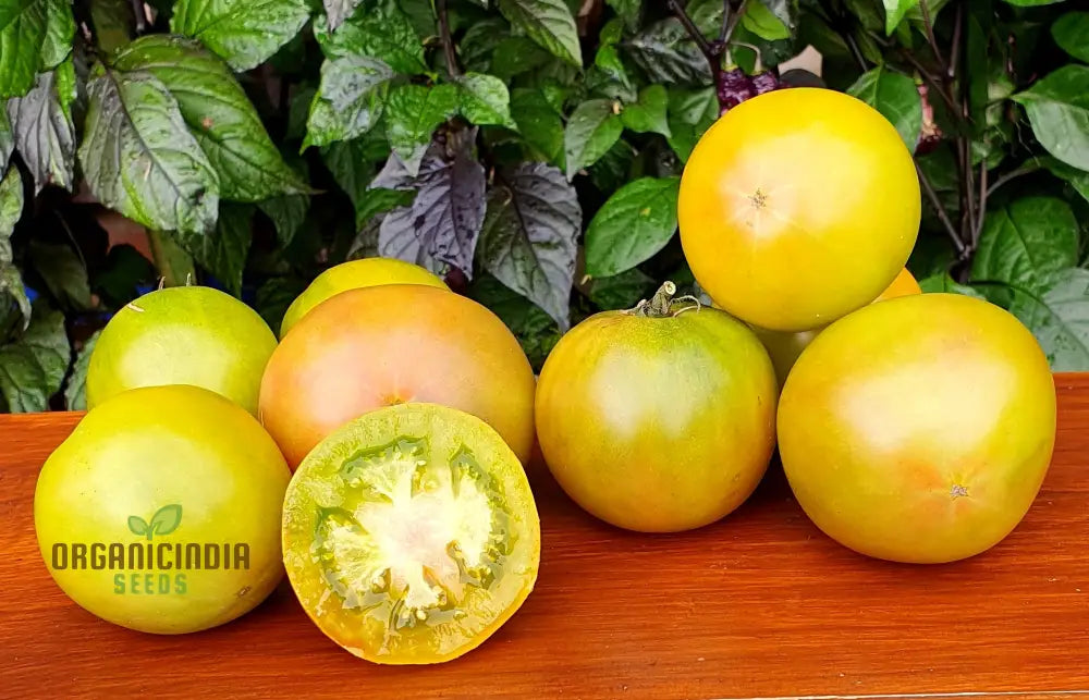 Tomato Dwarf Beryl Beauty Seeds For Your Garden | Buy Gardening Online