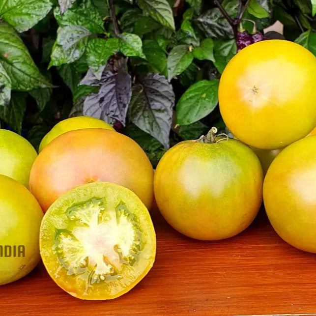 Tomato Dwarf Beryl Beauty Seeds For Your Garden | Buy Gardening Online