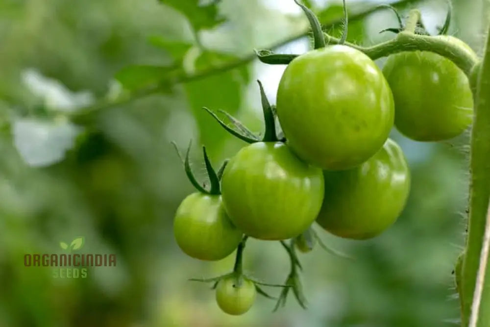 Tomato Dwarf Beryl Beauty Seeds For Your Garden | Buy Gardening Online