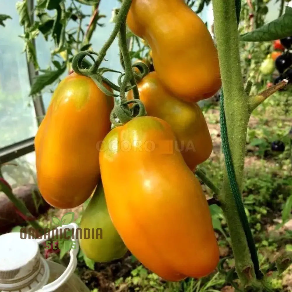 Tomato Eight Ball Eros Seeds For Your Gardening Needs | Buy Online