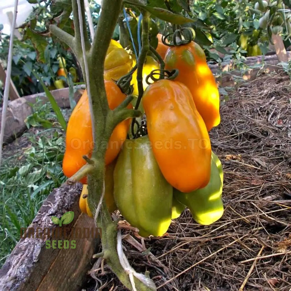 Tomato Eight Ball Eros Seeds For Your Gardening Needs | Buy Online