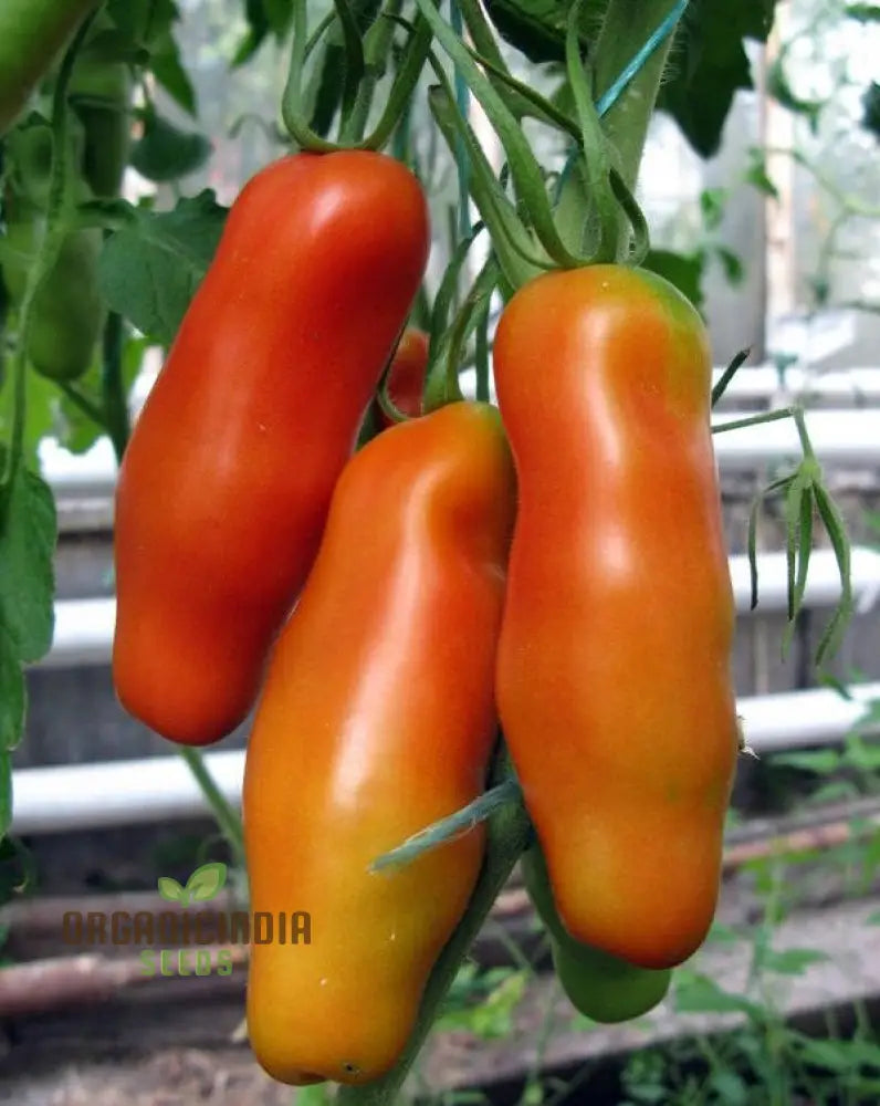 Tomato Eight Ball Eros Seeds For Your Gardening Needs | Buy Online