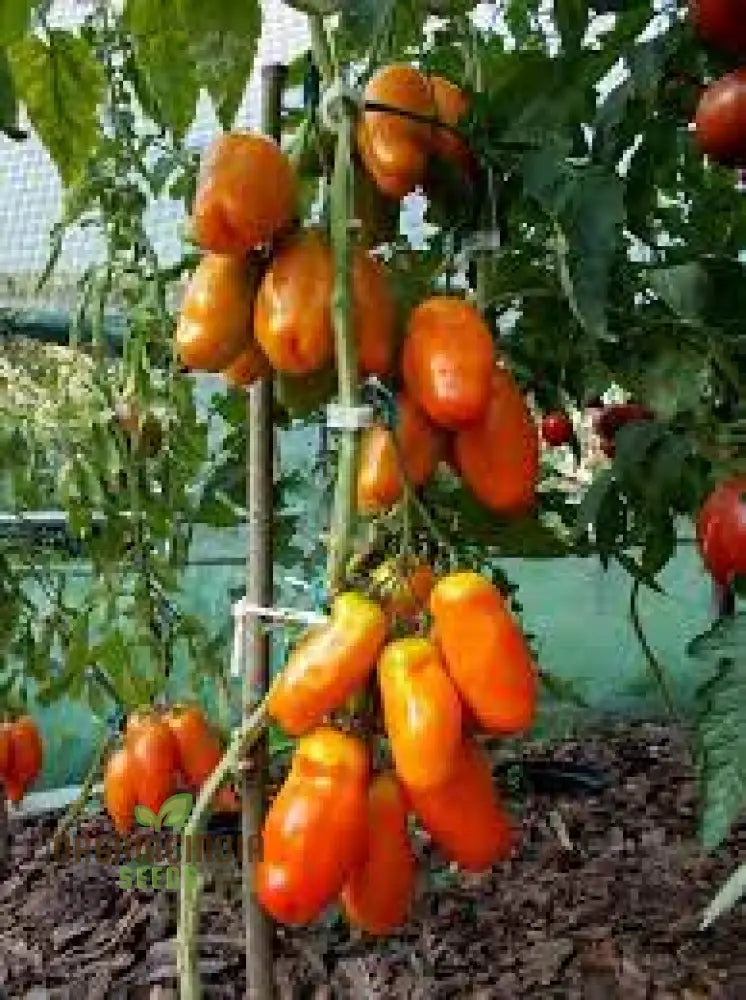 Tomato Eight Ball Eros Seeds For Your Gardening Needs | Buy Online