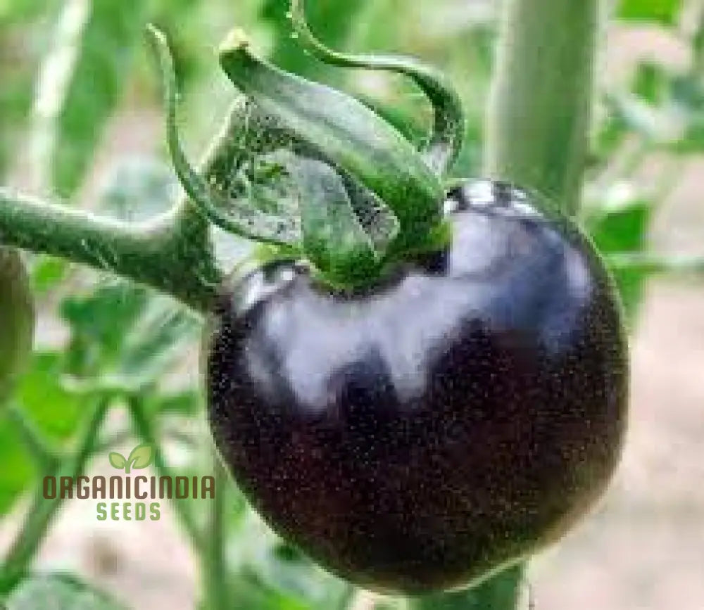 Tomato Eight Ball Seeds For Your Garden | Buy Online