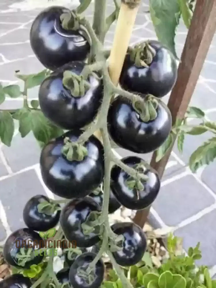 Tomato Eight Ball Seeds For Your Garden | Buy Online