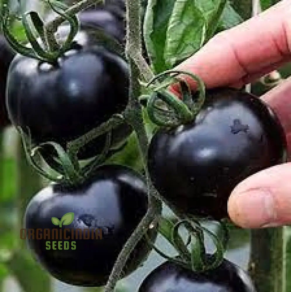 Tomato Eight Ball Seeds For Your Garden | Buy Online