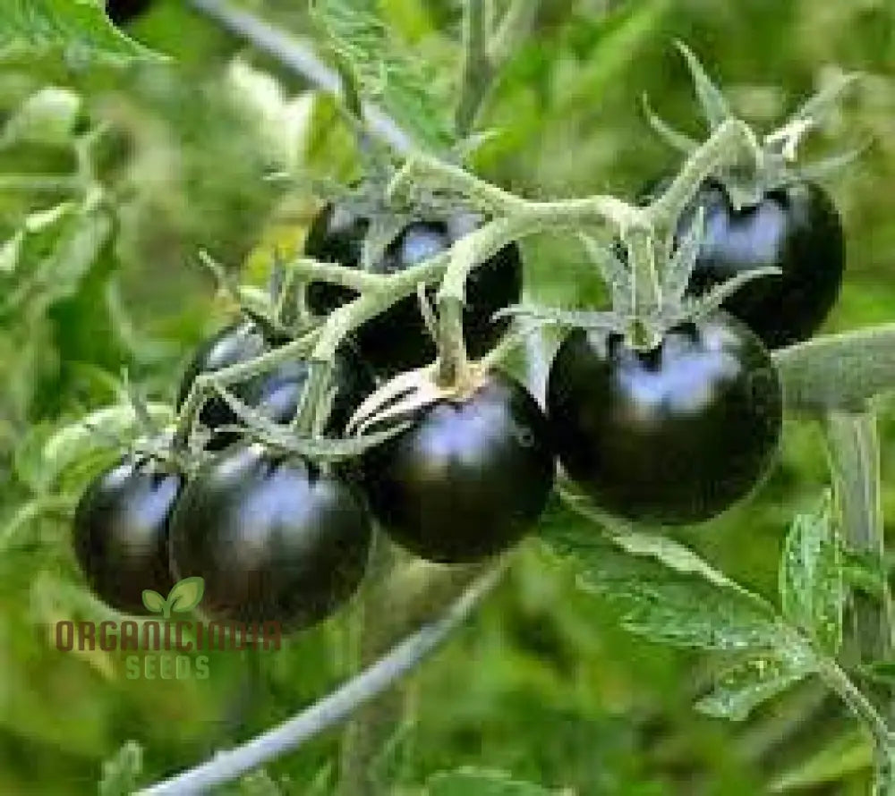 Tomato Eight Ball Seeds For Your Garden | Buy Online