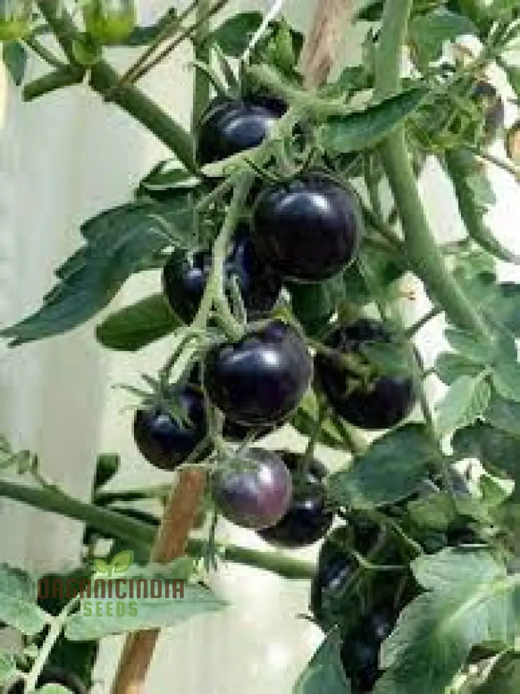 Tomato Eight Ball Seeds For Your Garden | Buy Online