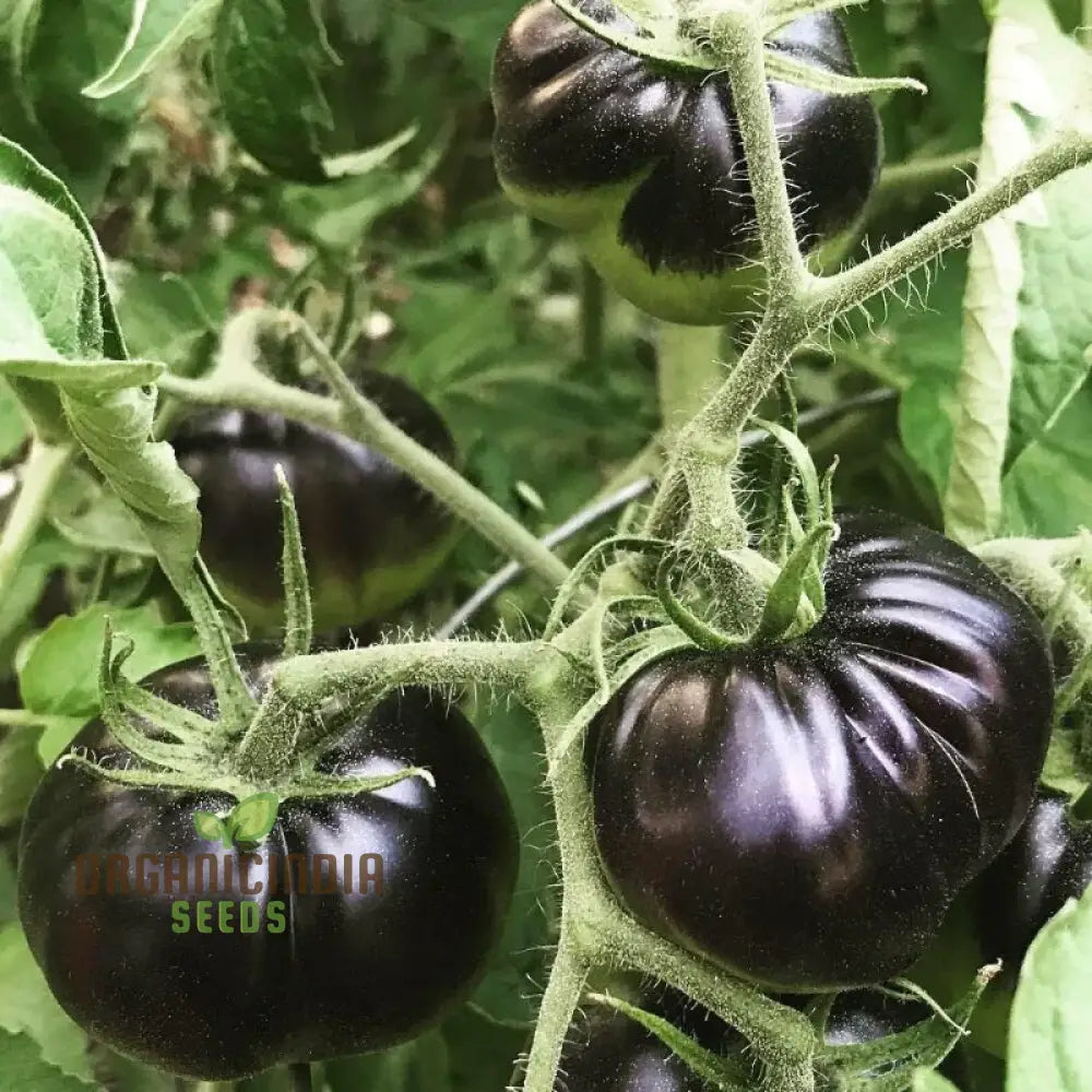 Tomato Eight Ball Seeds For Your Garden | Buy Online