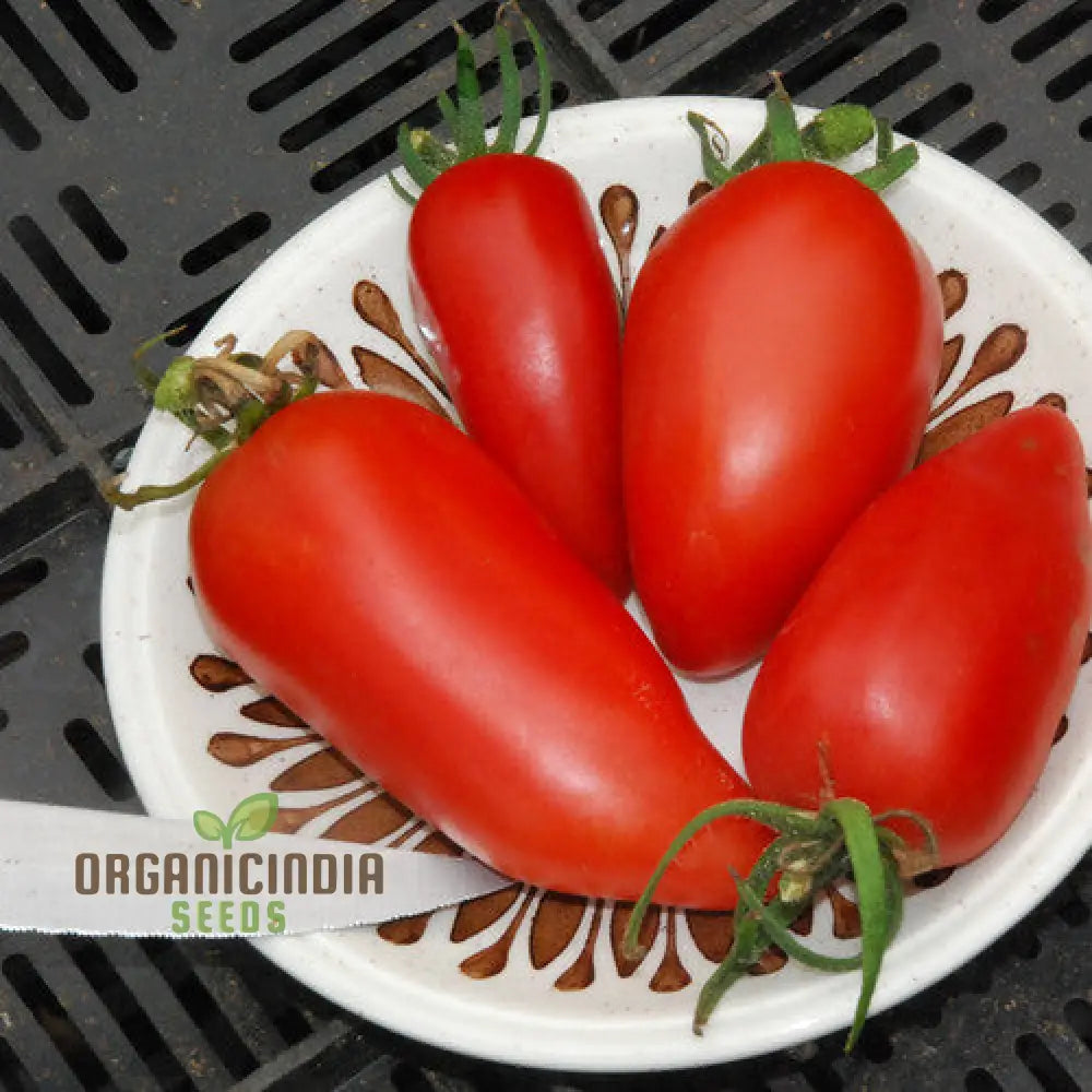 Tomato Federle Seeds For Planting Your Garden | Buy Online