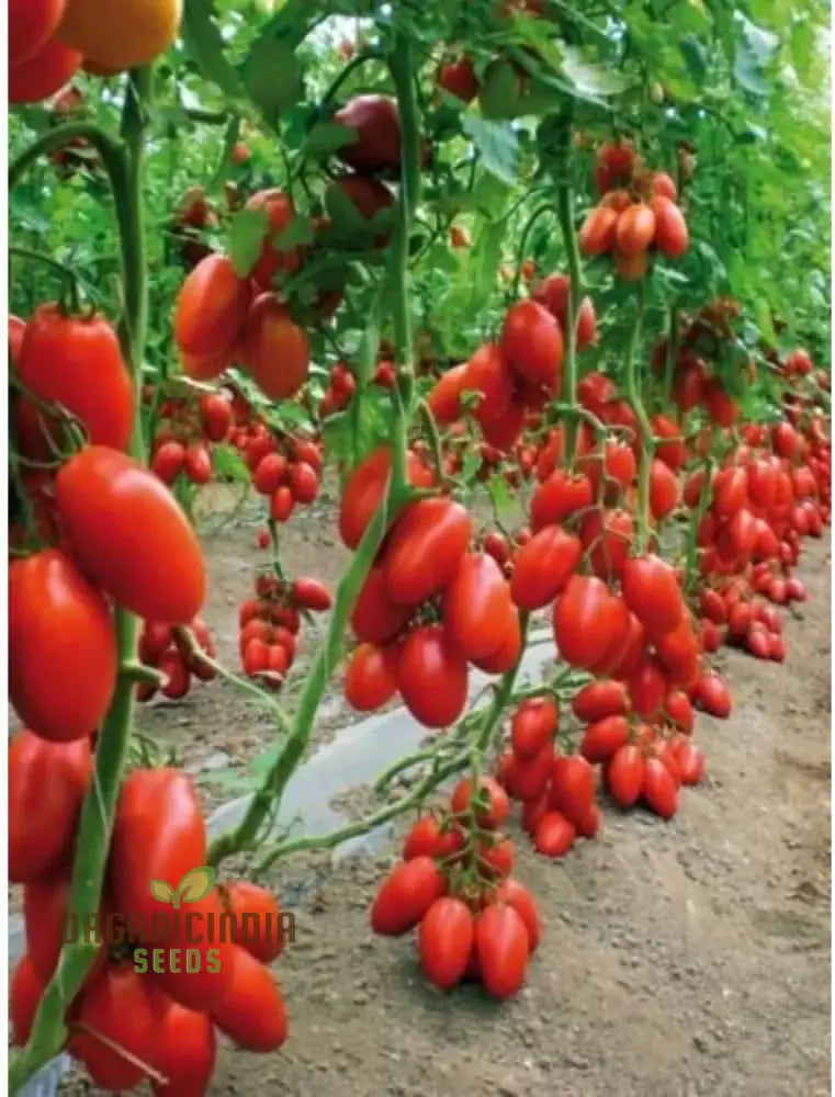 Tomato Federle Seeds For Planting Your Garden | Buy Online