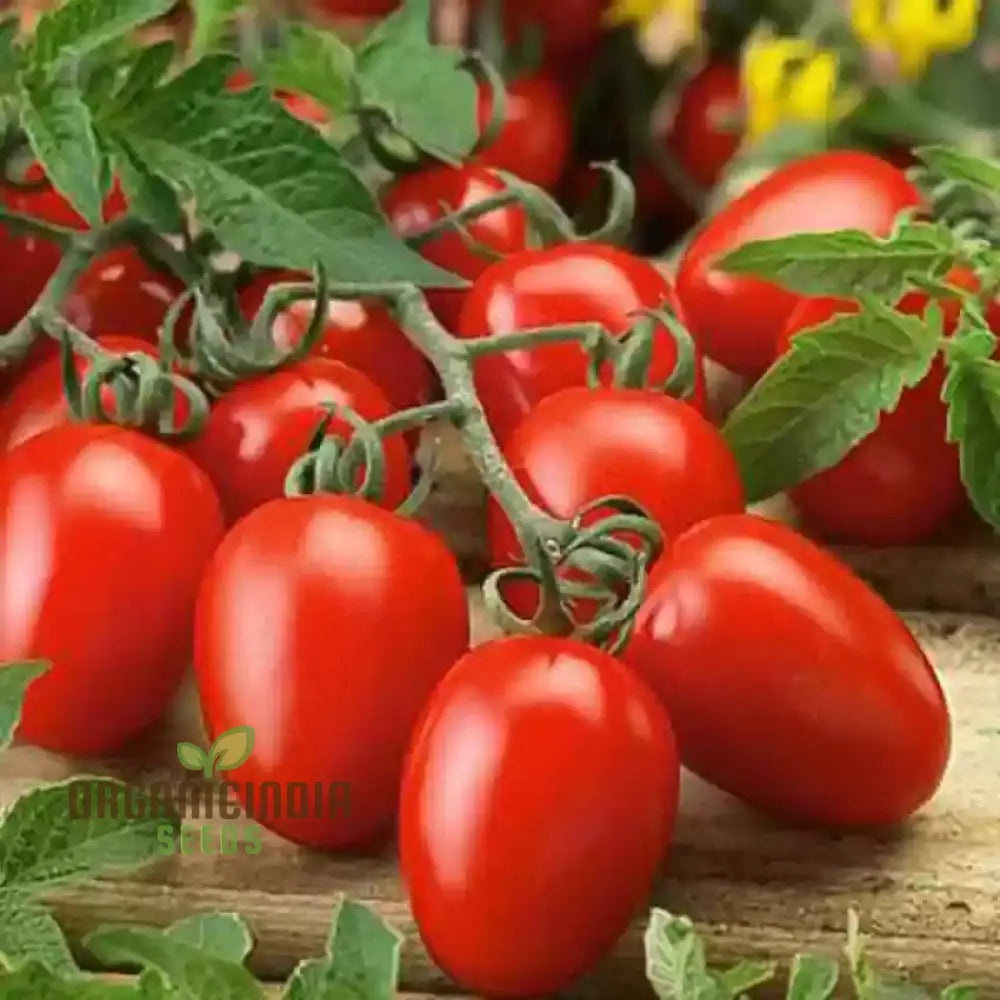 Tomato Federle Seeds For Planting Your Garden | Buy Online