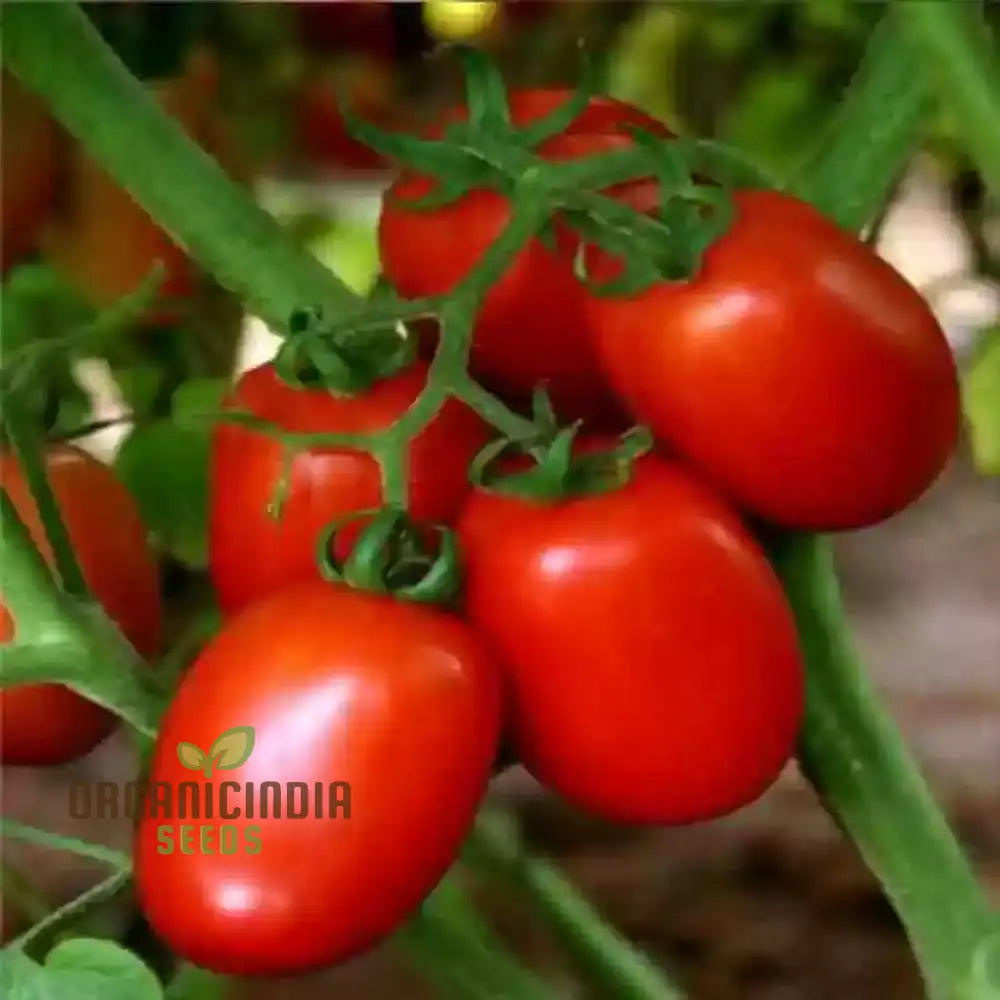 Tomato Federle Seeds For Planting Your Garden | Buy Online