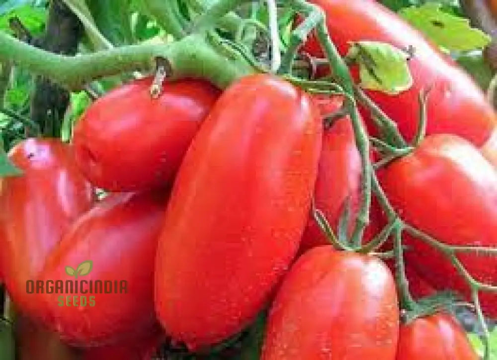 Tomato Federle Seeds For Planting Your Garden | Buy Online