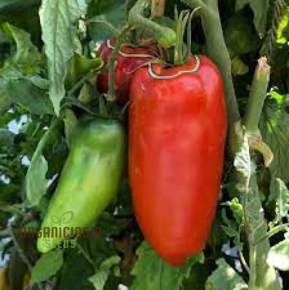 Tomato Federle Seeds For Planting Your Garden | Buy Online