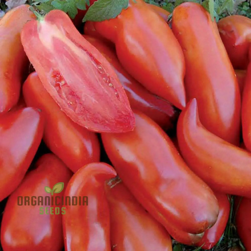 Tomato Federle Seeds For Planting Your Garden | Buy Online