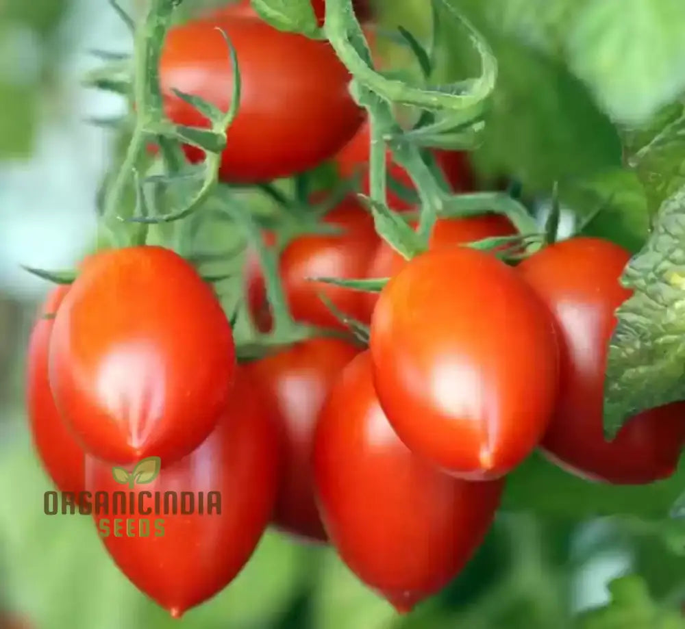 Tomato Federle Seeds For Planting Your Garden | Buy Online