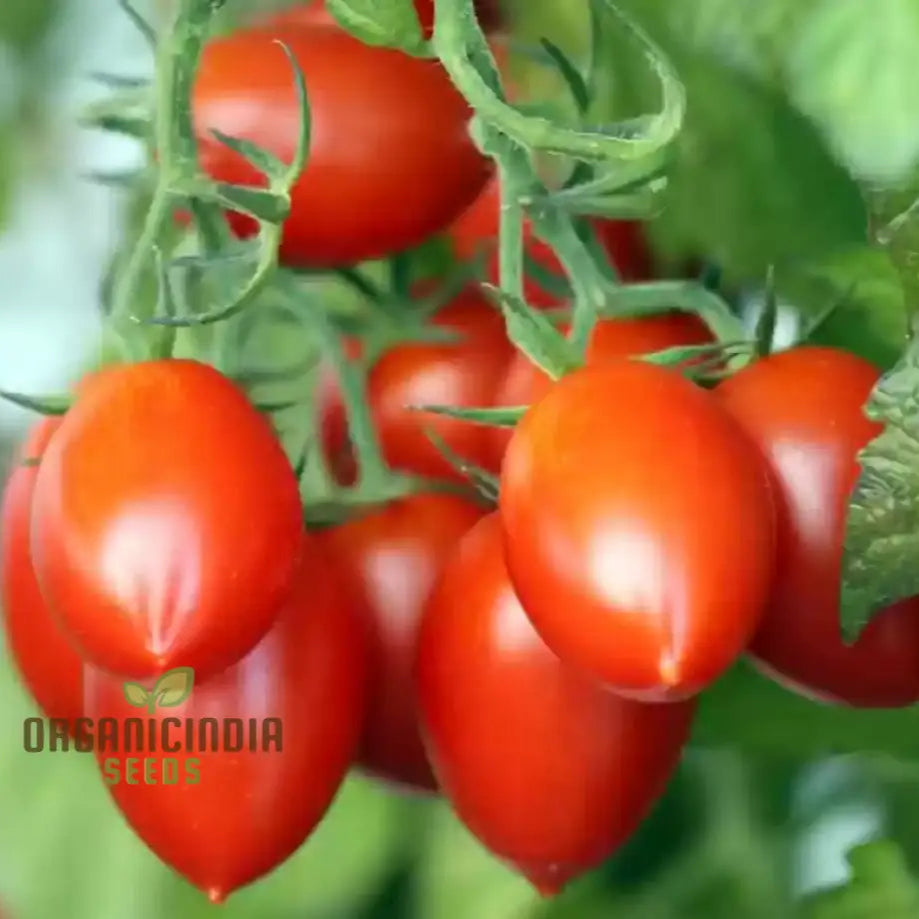 Tomato Federle Seeds For Planting Your Garden | Buy Online