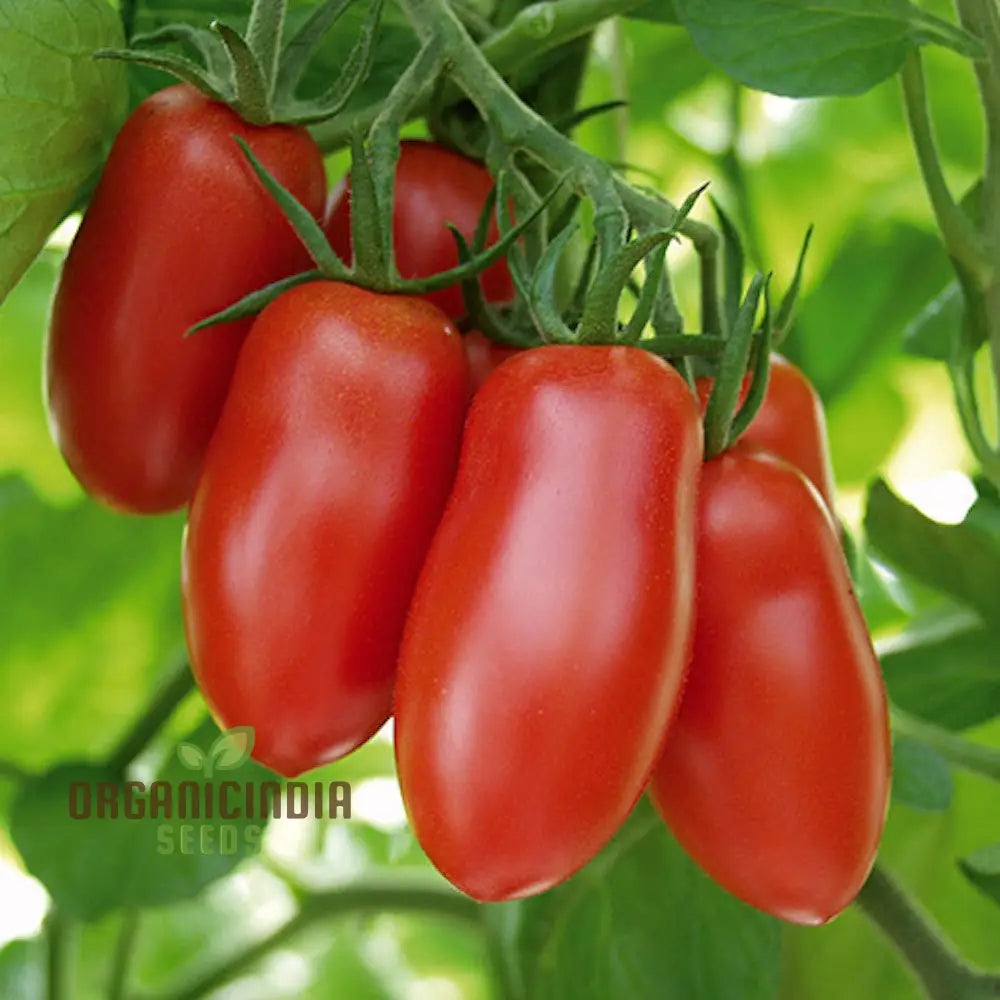 Tomato Federle Seeds For Planting Your Garden | Buy Online