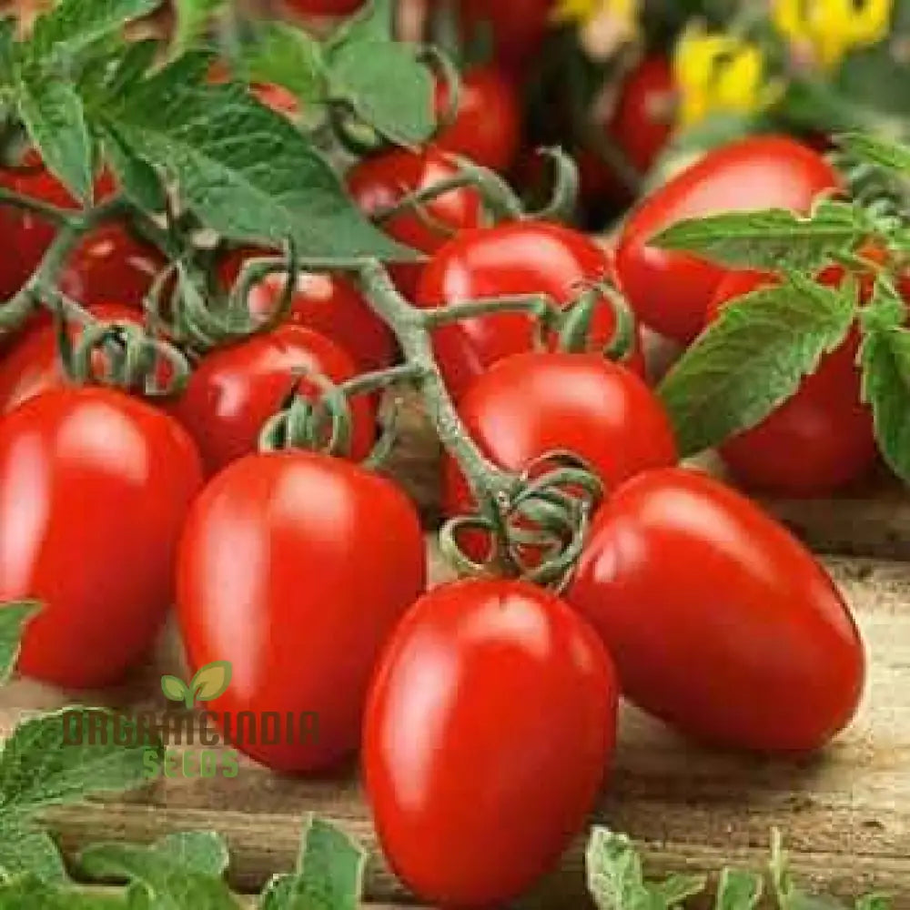 Tomato German Red Strawberry Seeds For Planting - Premium Gardening Vibrant Tomatoes