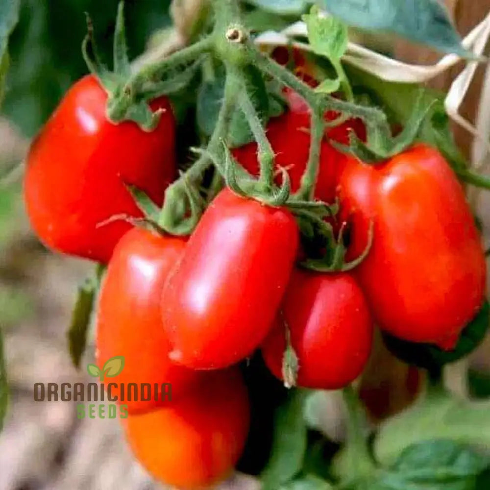 Tomato German Red Strawberry Seeds For Planting - Premium Gardening Vibrant Tomatoes