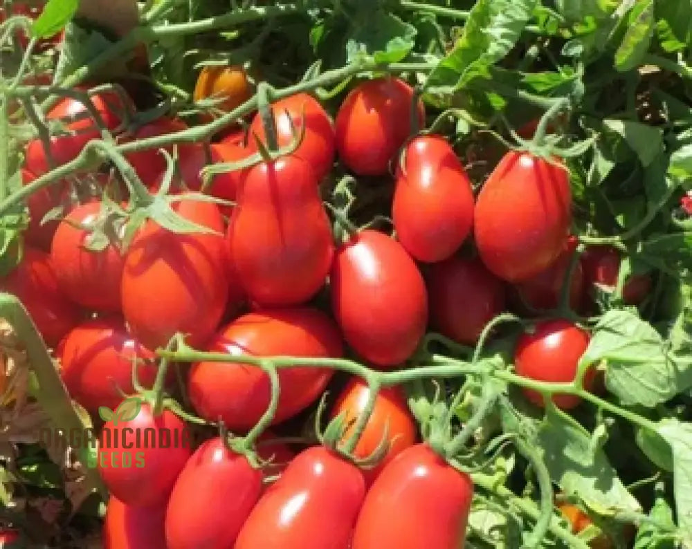 Tomato German Red Strawberry Seeds For Planting - Premium Gardening Vibrant Tomatoes