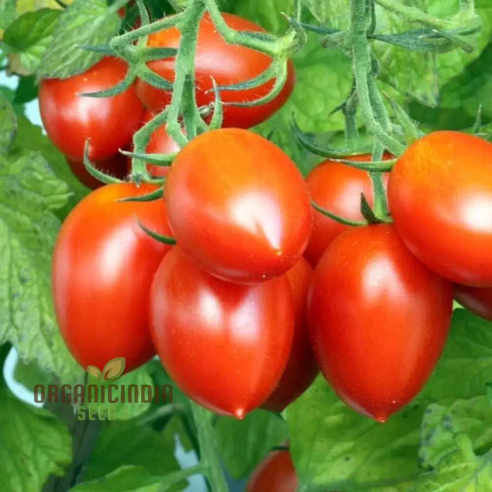 Tomato German Red Strawberry Seeds For Planting - Premium Gardening Vibrant Tomatoes