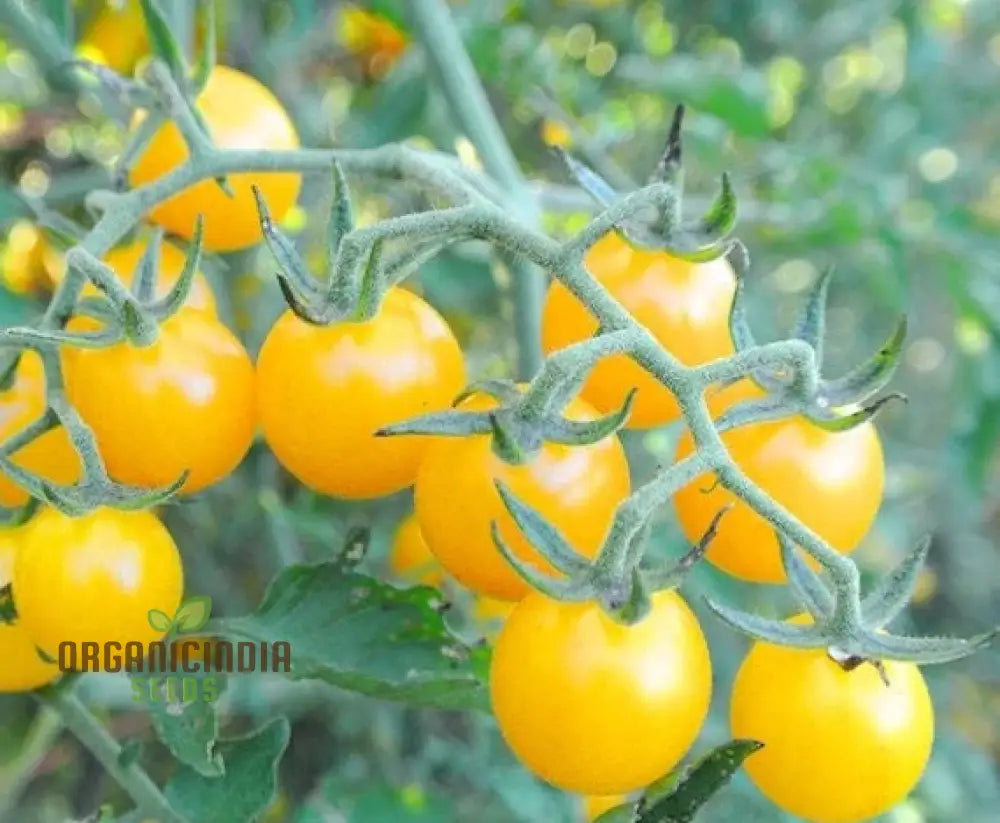 Tomato Goldrush Currant Seeds – Premium Gardening For Your Garden