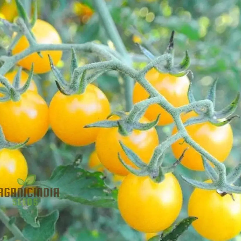 Tomato Goldrush Currant Seeds â€“ Premium Gardening For Your Garden