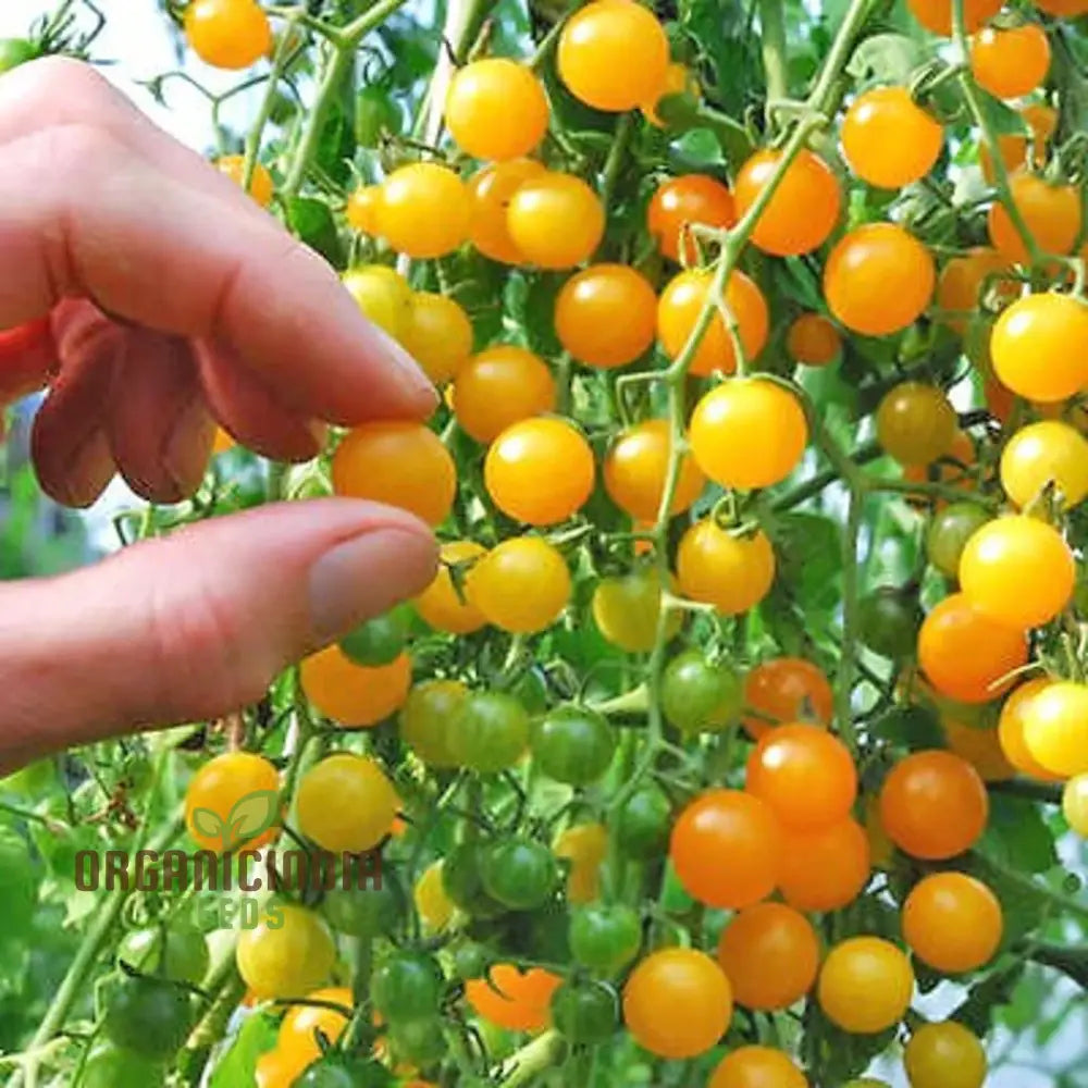 Tomato Goldrush Currant Seeds â€“ Premium Gardening For Your Garden