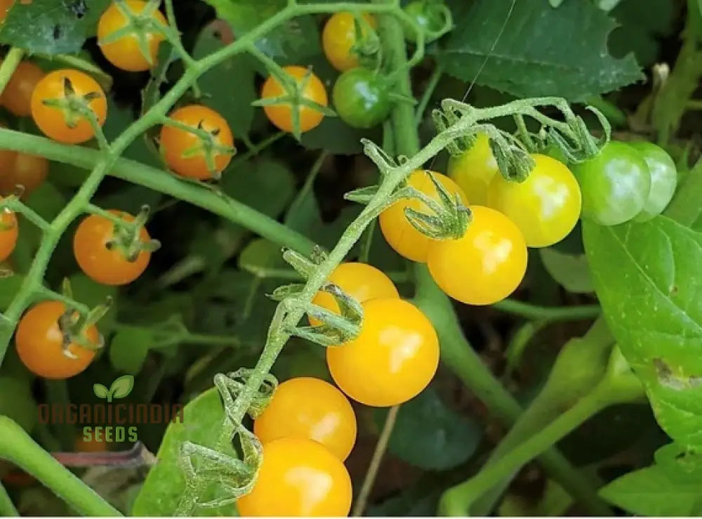 Tomato Goldrush Currant Seeds – Premium Gardening For Your Garden