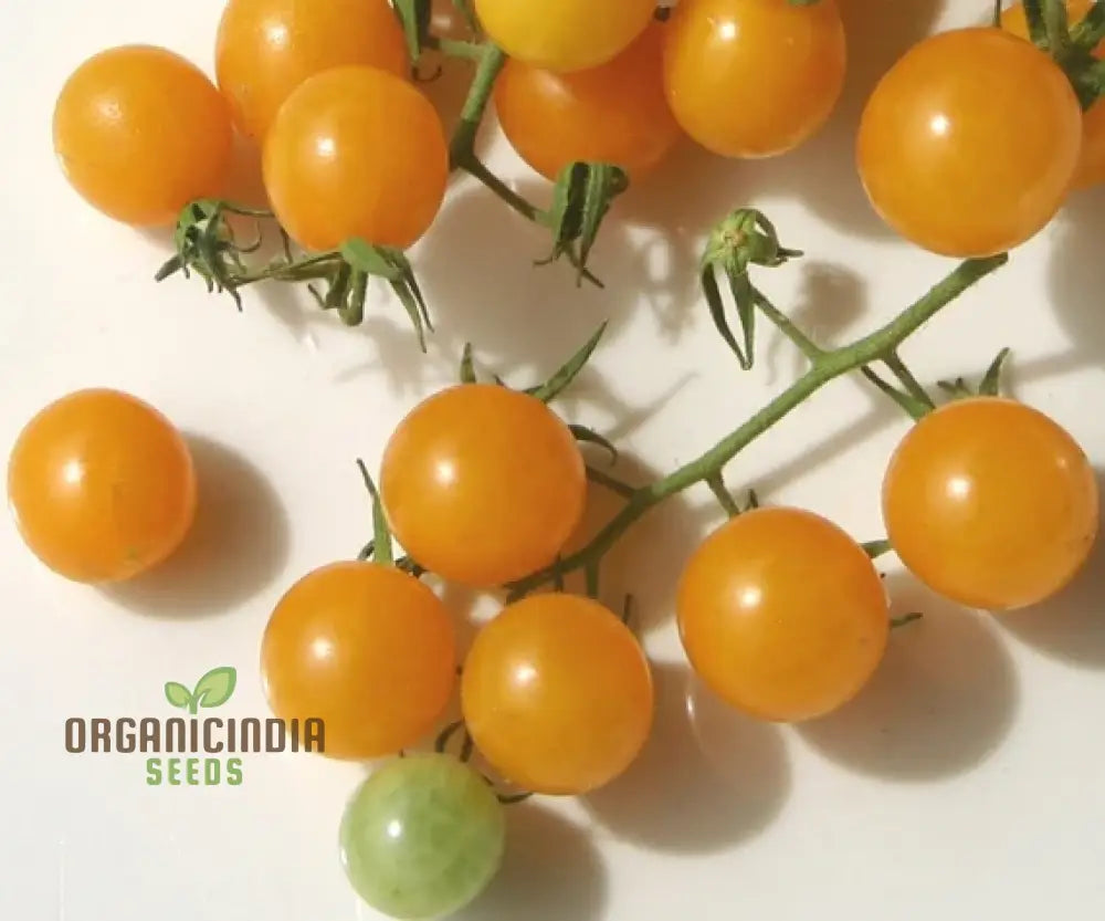 Tomato Goldrush Currant Seeds – Premium Gardening For Your Garden