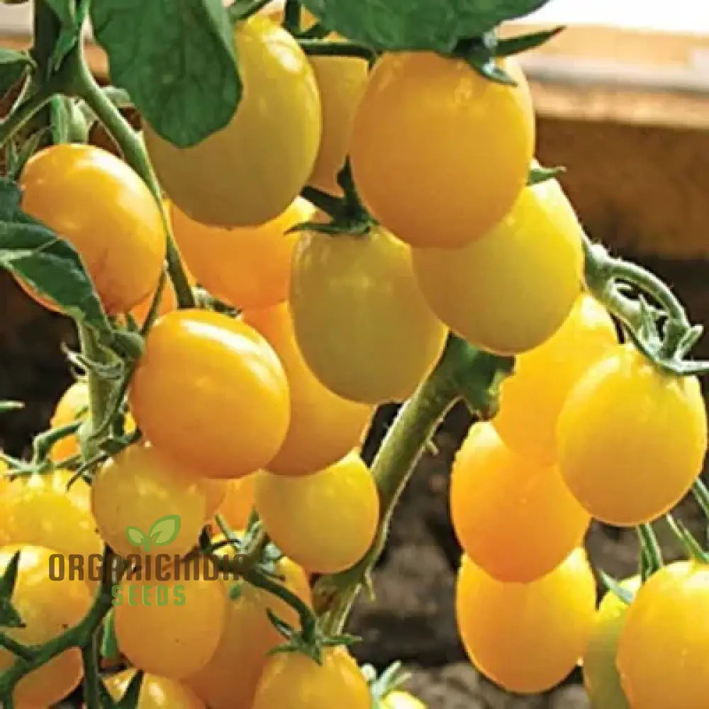 Tomato Goldrush Currant Seeds – Premium Gardening For Your Garden