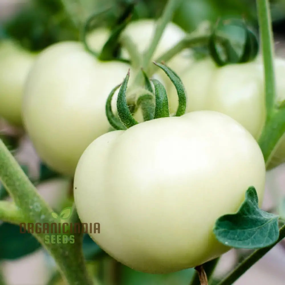 Tomato Great White Seeds For Gardening - High Yield Heirloom Quality Organic Essentials