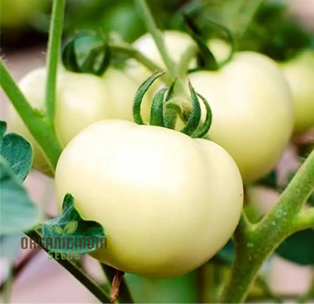 Tomato Great White Seeds For Gardening - High Yield Heirloom Quality Organic Essentials