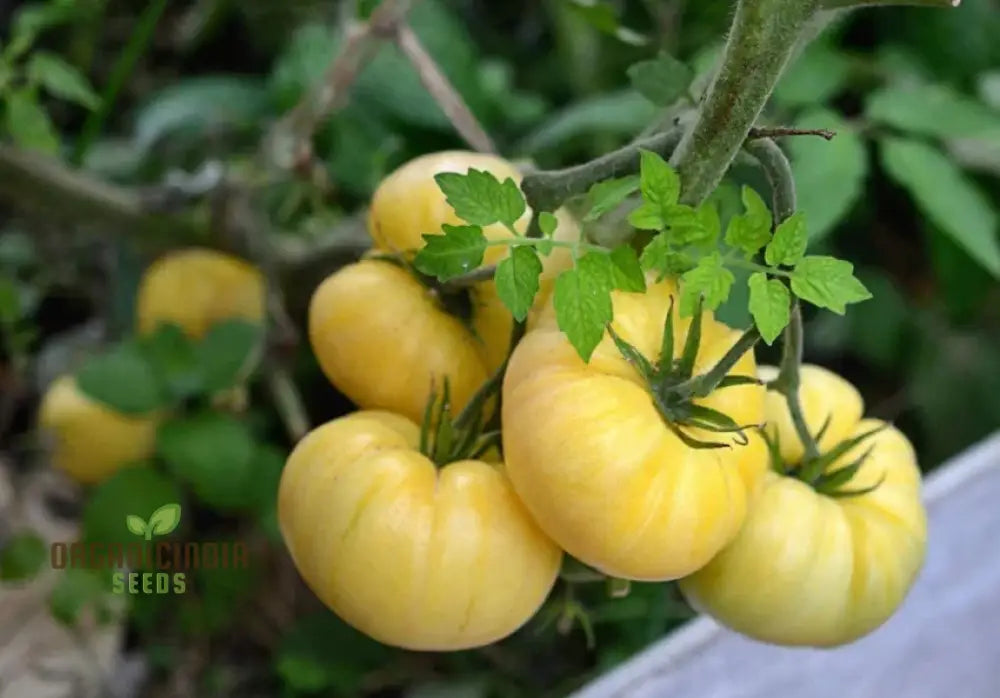 Tomato Great White Seeds For Gardening - High Yield Heirloom Quality Organic Essentials