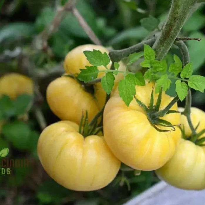 Tomato Great White Seeds For Gardening - High Yield Heirloom Quality Organic Essentials