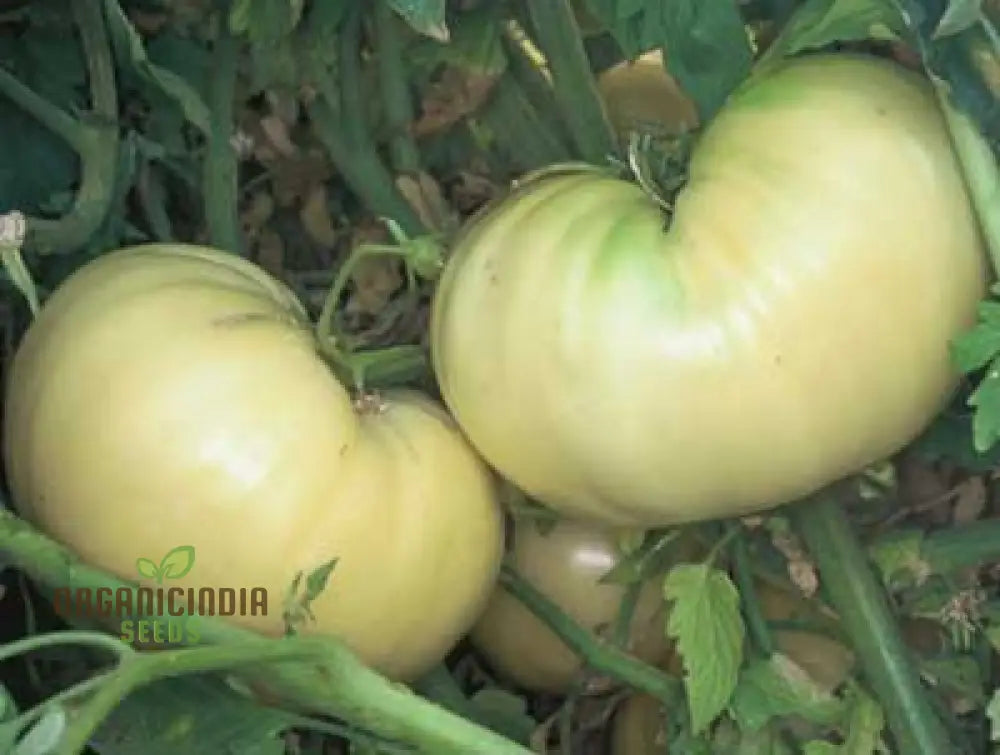 Tomato Great White Seeds For Gardening - High Yield Heirloom Quality Organic Essentials